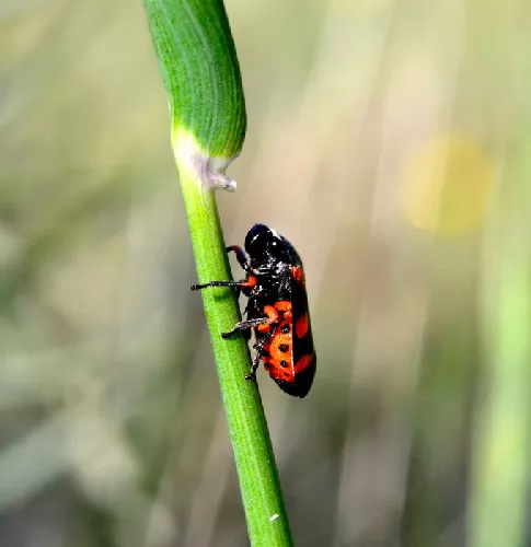 Cigarra Espumadora
